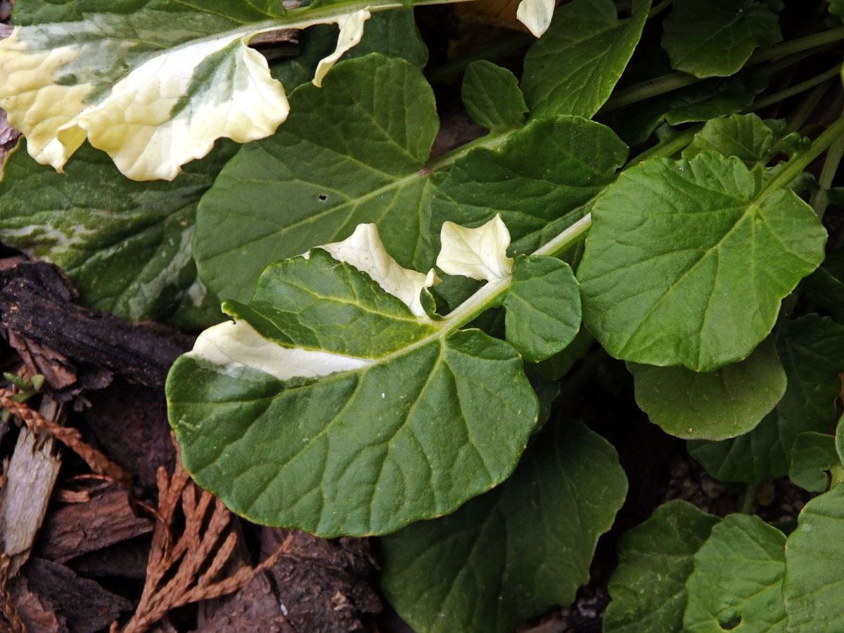 Barborka obecná (Barbarea vulgaris R. Br.) s panašovanými lity (1b)