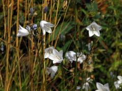 Zvonek okrouhlolistý (Campanula rotundifolia L.) se světlými květy (3a)