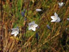 Zvonek okrouhlolistý (Campanula rotundifolia L.) se světlými květy (3b)
