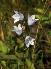 Zvonek okrouhlolistý (Campanula rotundifolia L.) se světlými květy (3c)