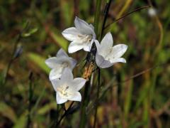 Zvonek okrouhlolistý (Campanula rotundifolia L.) se světlými květy (3d)
