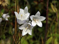 Zvonek okrouhlolistý (Campanula rotundifolia L.) se světlými květy (3f)