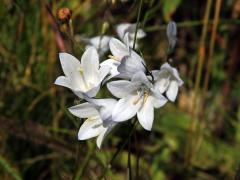 Zvonek okrouhlolistý (Campanula rotundifolia L.) se světlými květy (3g)