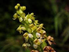 Vemeník (Platanthera pollostantha R. M. Bateman & M. Moura)