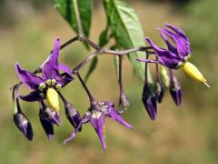 Lilek potměchuť (Solanum dulcamara L.)