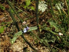Fasciace čekanky obecné (Cichorium intybus L.)