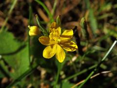 Vlaštovičník větší (Chelidonium majus L.) - šestičetný květ (4)