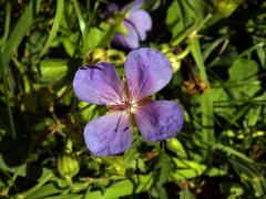 Kakost luční (Geranium pratense L.), čtyřčetný květ