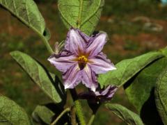 Lilek vejcoplodý (baklažán) (Solanum melongena L.), šestičetná květ