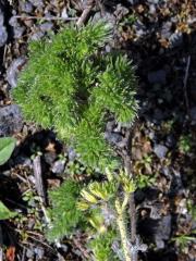 Hálky vlnovníka hadincového (Aceria echii), hadinec obecný