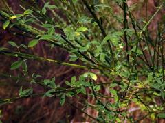 Janovec metlatý (Cytisus scoparius (L.) Link)
