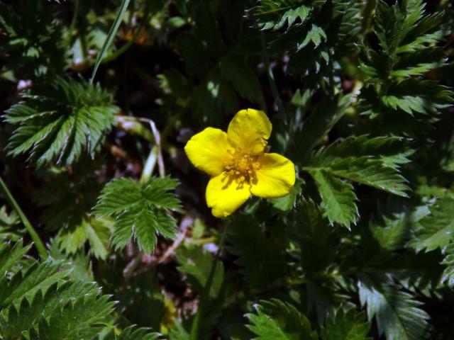 Mochna husí (Potentilla anserina L.) se čtyřčetným květem (12)