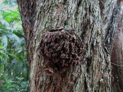 Tumory na hřebíčkovci (Syzygium paniculatum Gaertner) (1)