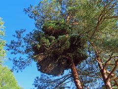 Čarověník na borovici lesní (Pinus sylvestris L.) (26a)
