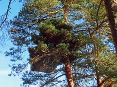 Čarověník na borovici lesní (Pinus sylvestris L.) (26b)