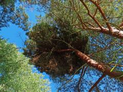 Čarověník na borovici lesní (Pinus sylvestris L.) (26c)
