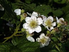 Ostružiník ježiník (Rubus caesius L.) - šestičetný květ (21)