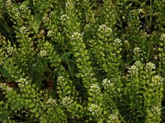 Řeřicha virginská (Lepidium virginicum L.)
