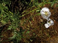 Mák vlčí (Papaver rhoeas L.), bíle kvetoucí rostlina (1a)