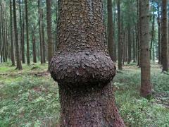 Smrk ztepilý (Picea abies (L.) Karsten) (39a) s nádorem na kmeni
