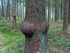 Smrk ztepilý (Picea abies (L.) Karsten) (39b) s nádorem na kmeni