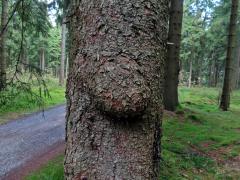 Smrk ztepilý (Picea abies (L.) Karsten) (41) s nádorem na kmeni