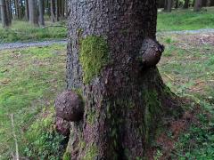 Smrk ztepilý (Picea abies (L.) Karsten) (42b) s nádorem na kmeni