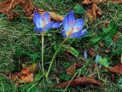 Šafán obecný (Crocus sativus L.)