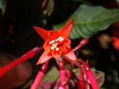 Fuchsie lesklá (Fuchsia fulgens DC.)