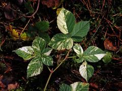 Ostružiník křovitý (Rubus fruticosus agg.) s panašovanými listy