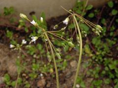 Plevel okoličnatý (Holosteum umbellatum L.)