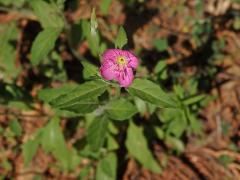 Pupalka růžová (Oenothera rosea L´Hér. ex Ait)   