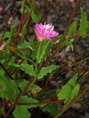 Pupalka růžová (Oenothera rosea L´Hér. ex Ait)