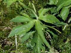 Pryskyřník platanolistý (Ranunculus platanifolius L.)