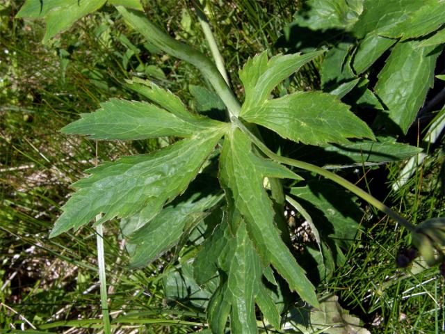 Pryskyřník platanolistý (Ranunculus platanifolius L.)