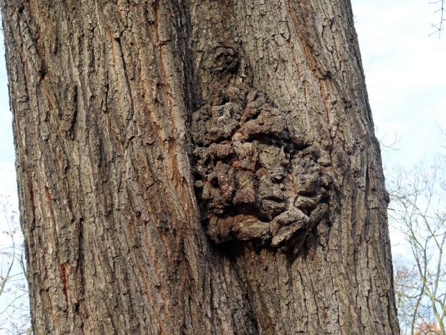 Nádor na dubu letním (Quercus robur L.) (65)