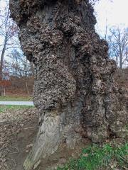 Nádor na topolu černém (Populus nigra L.) (1b)