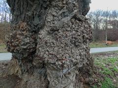 Nádor na topolu černém (Populus nigra L.) (1c)