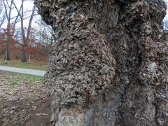 Nádor na topolu černém (Populus nigra L.) (1d)