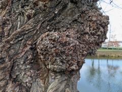 Nádor na topolu černém (Populus nigra L.) (1f)