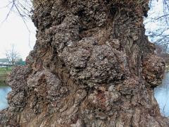 Nádor na topolu černém (Populus nigra L.) (1g)