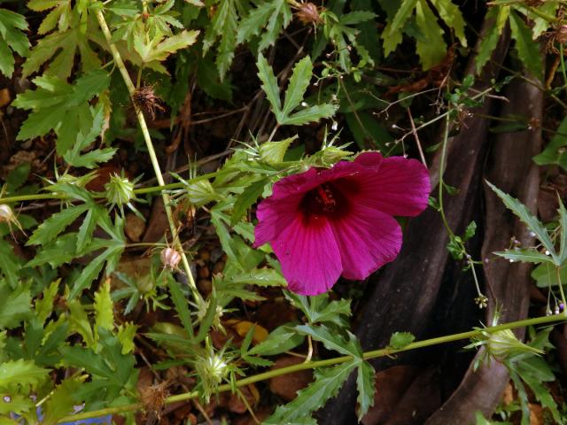 Ibišek (Hibiscus cannabinus L.)