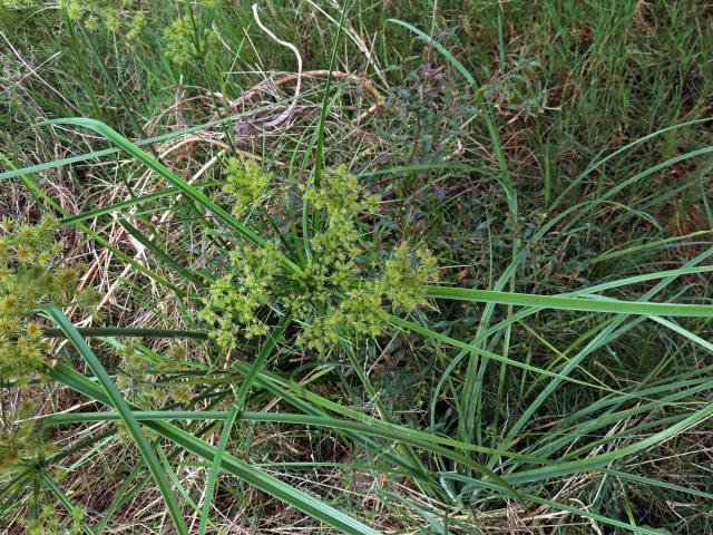Šáchor (Cyperus strigosus L.)