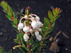 Libavka (Gaultheria myrsinoides Kunth)