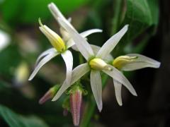 Lilek (Solanum lanceifolium Jacq.)