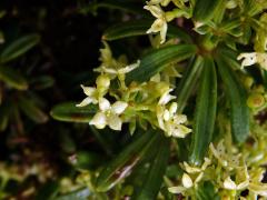 Mořena cizí (Rubia peregrina L. subsp. longifolia (Poir.) O. Bolòs)