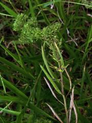 Anomálie květenství luštěnice (Cleome viscosa L.)