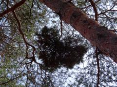 Čarověník na borovici lesní (Pinus sylvestris L.) (27b)
