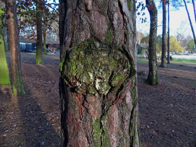 Tumor na borovici lesní (Pinus sylvestris L.) (49)