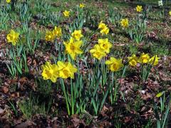 Narcis žlutý (Narcissus pseudonarcissus L.)